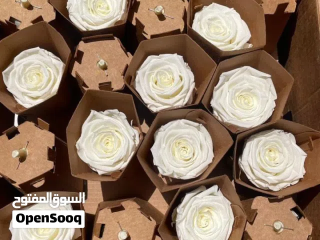 مشروع ورد محفوظ للبيع Infinity Flower Project for sale