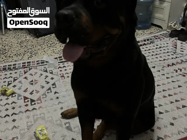 كلب روت ويلر