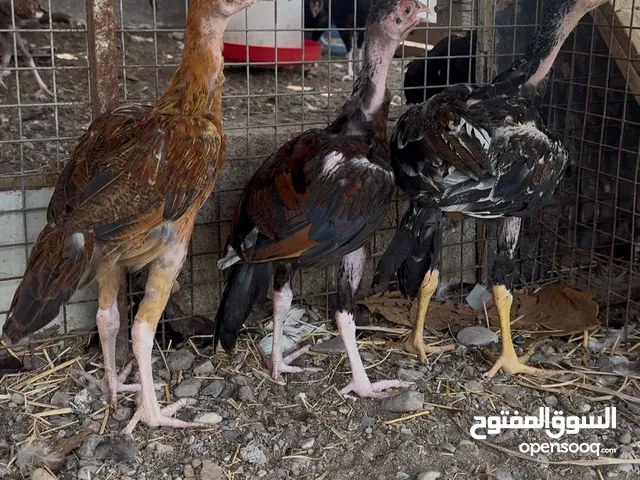 ديك باكستاني