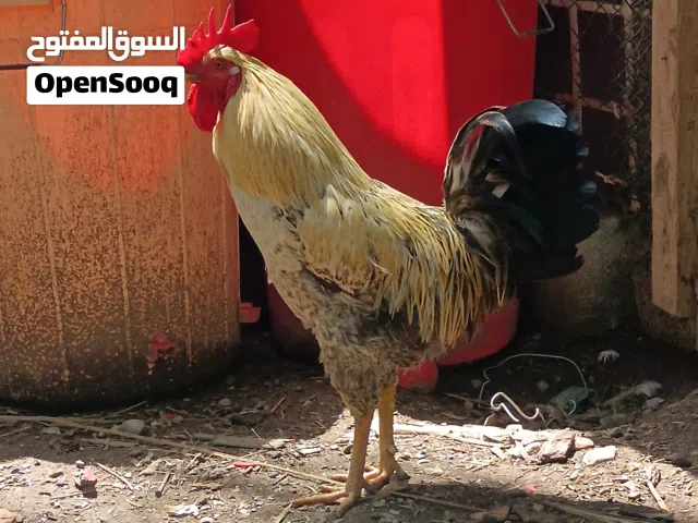 ديك فرنسي منتج حجم كبير