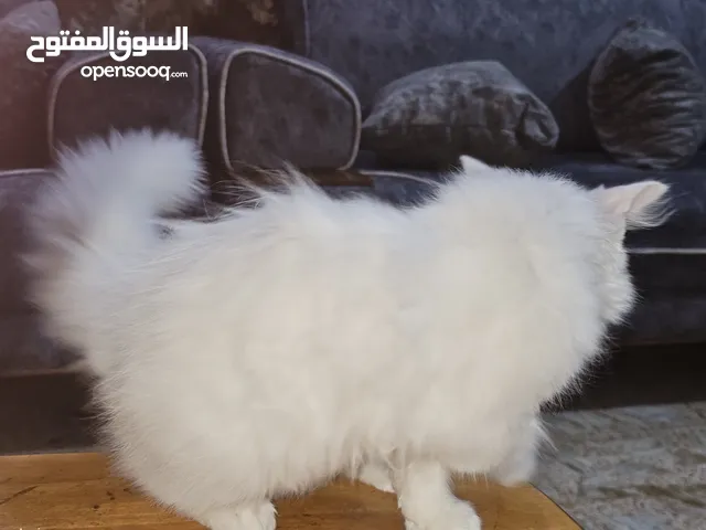 بيرشن هامالايا