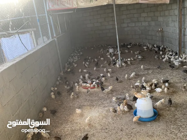 دجاج عماني للبيع