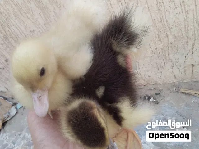 فلاليس بط للبيع أقرا الوصف