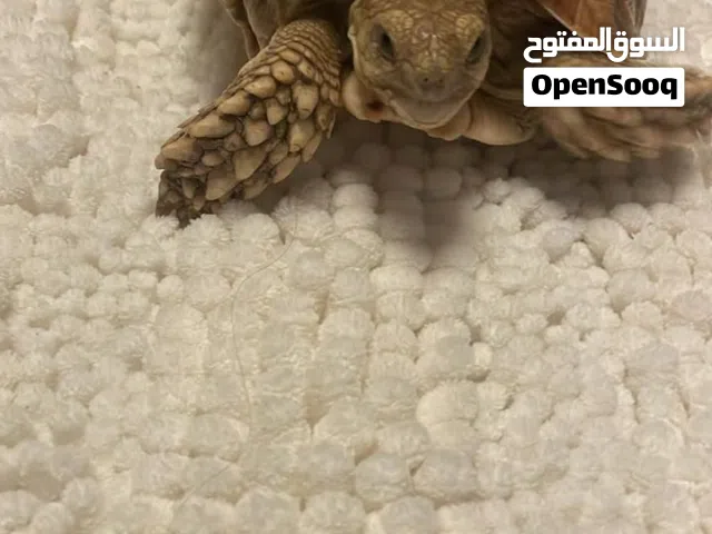 سلحفاة للبيع