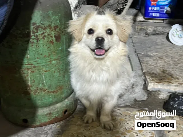 جلب لبيع نوع سبنز