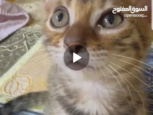 قط بنغال بعمر شهرين ذكور واناث وعدد1 قط ميتشجن امريكي (قصير الارجل)ب 2000 للواحد