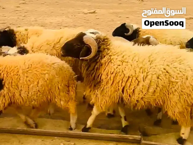 ثنو برقاوي امبدل وقريب ايبدل