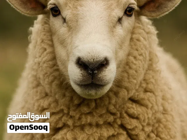 قصاب العيد