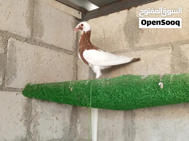 فرخ صغير لسا مو شاق ولا ريشة