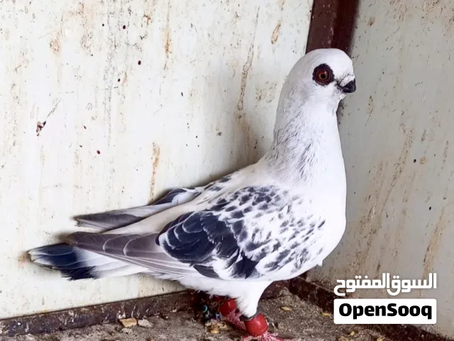 مخلف بوز احلس تبارك الخالق