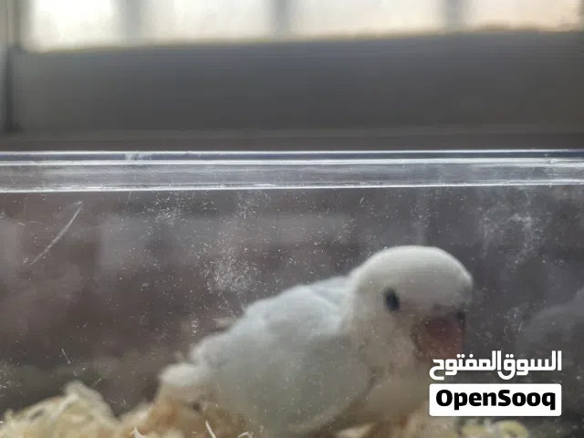 لاف بيرد صحه نظافه ربوه طير