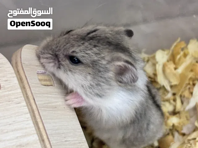 هامستر روسي