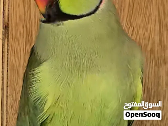 طيور ببغاء الدره