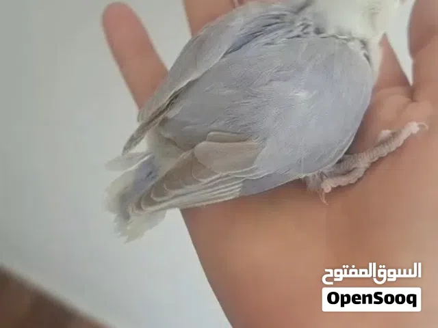 روز اليف لون مميز