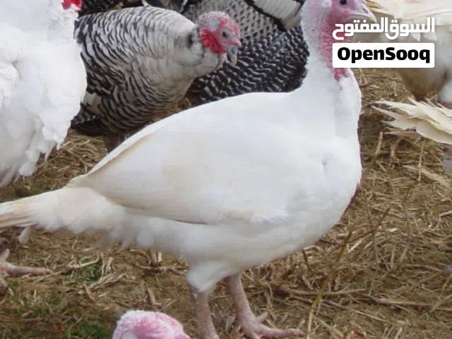 دجاجة رومية