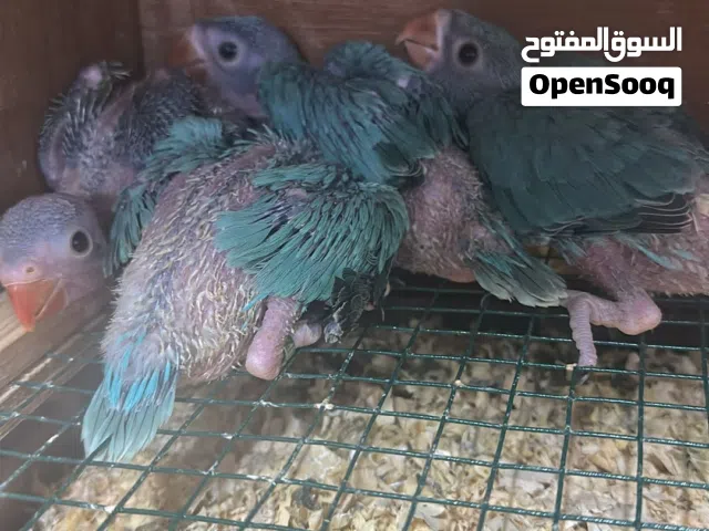 للبيع فروخ متو تركواز اوبلاين