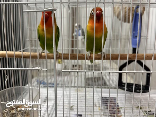 Fischer and Budgie birds for sale