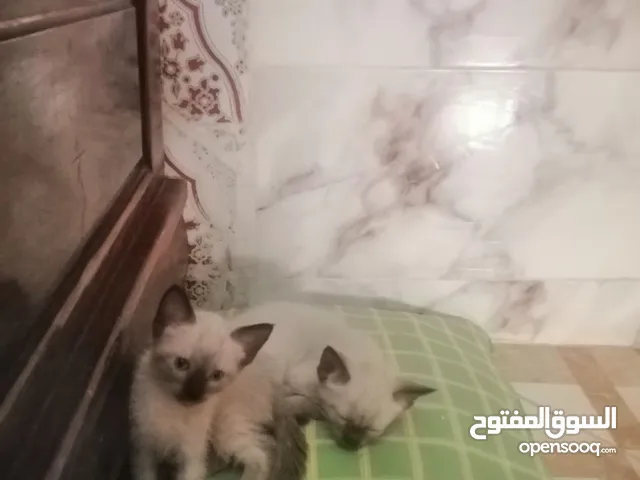 قطط سلالةقطط سلالة