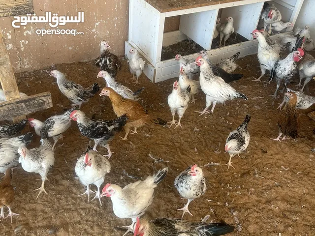 دجاج فرنسي ودجاج مكس