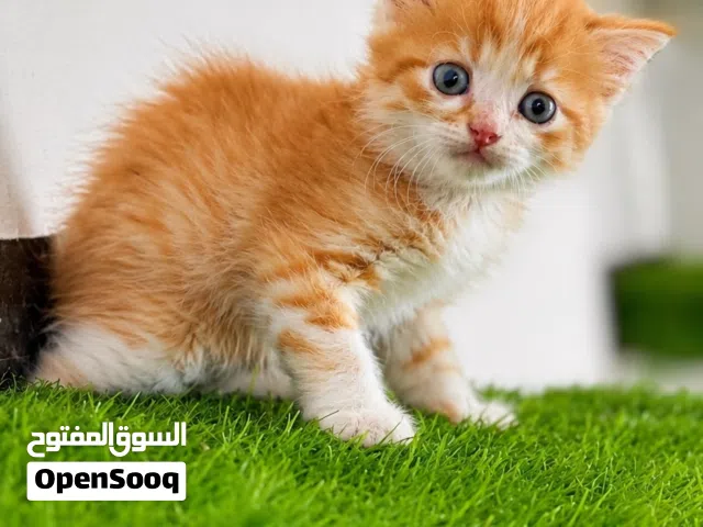 قطط ذكر وانثى شرازي