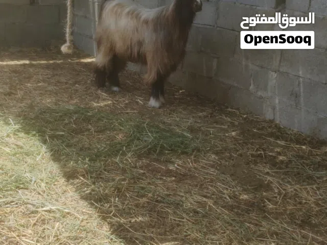 تيوس سمان مال الدار