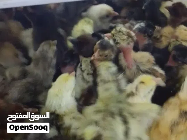 اللهم صل على محمد وآل محمد  توفر افراخ دجاج عرب عراقي السعر الف دينار