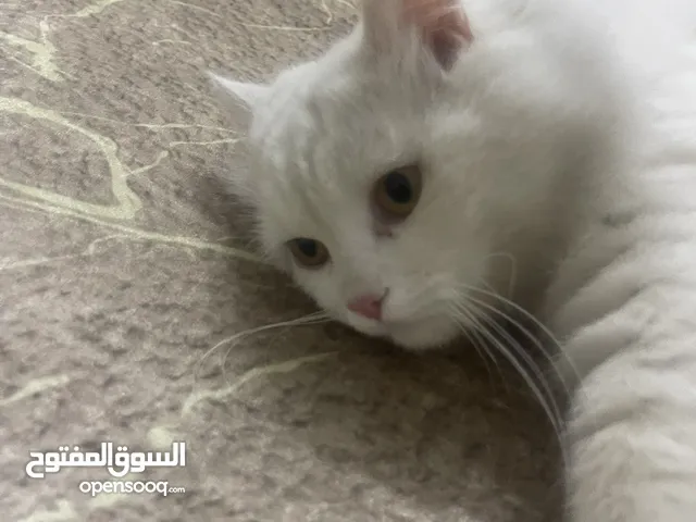 برتش للبيع فحل منتج