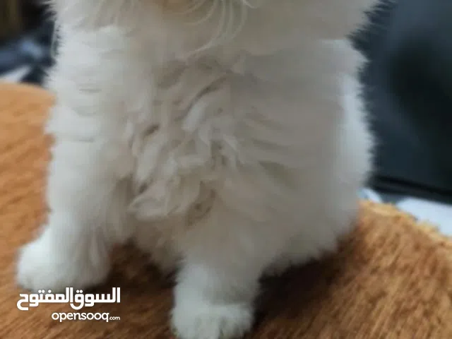 Pure Himalayan kitten