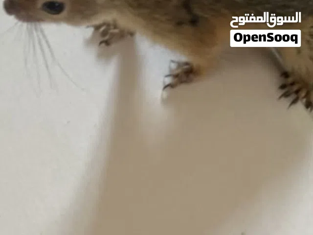 سنجاب اليف
