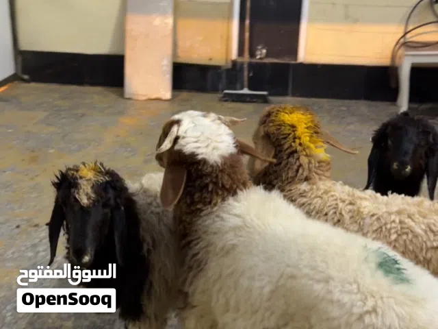 شارع كازينو لبنان