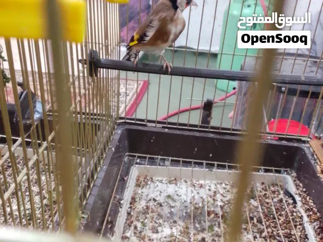 فحل حسون ترابي مغنى لغه ماشاء الله نار جاهز وطيره فرخه عش محجله ثوب كامل