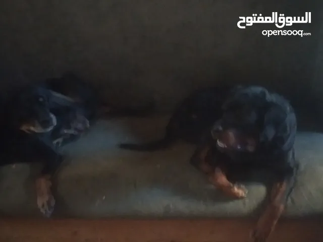 كلب روت وايلر