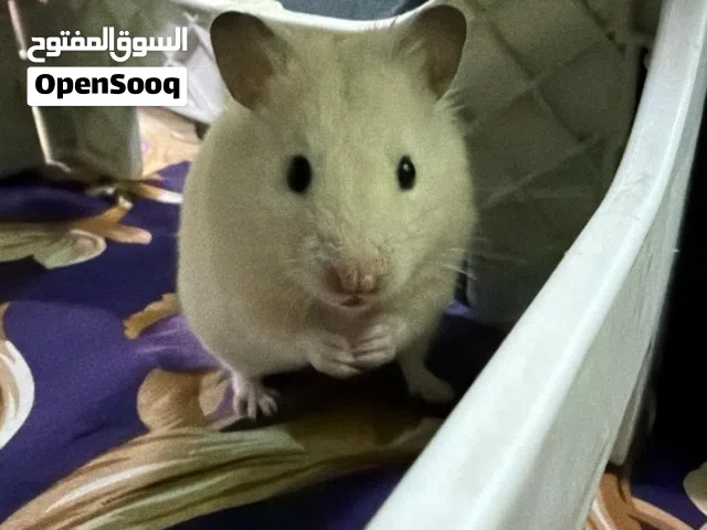 Syrian male hamster