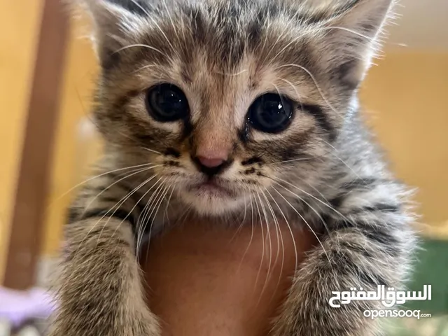 للتبني 4 قطط شيرازيه صغيرة