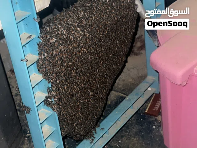 معي في البيت نحل حد يعرف كيف نقله للمزرعه