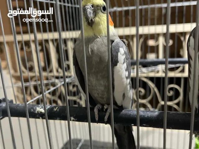 زوج كوكتيل للبيع