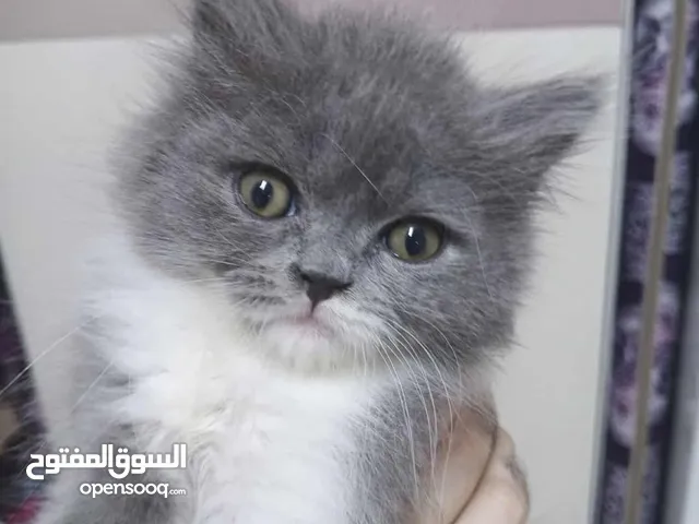 قط همالايا مكس شيرازي عمر شهرين بسعر جداً رمزي