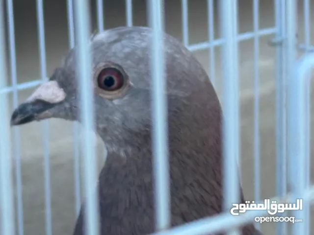 للببع حمام زاجال