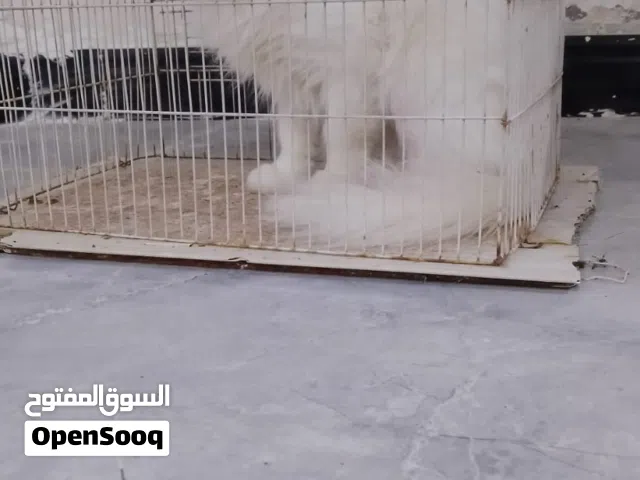 قط مهجن شيرازي +هملايه عيون مختلفه