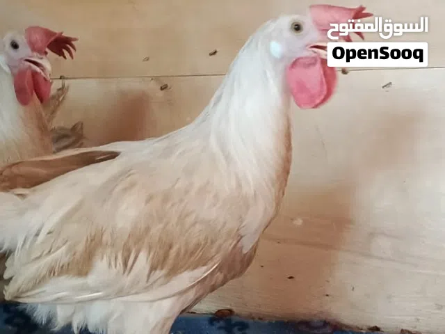 ديوجه عدد 5