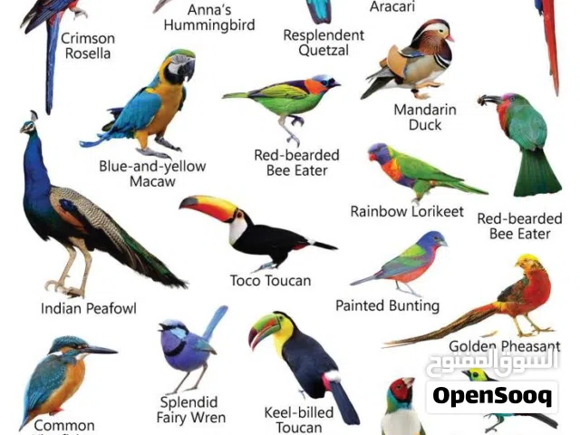 Boarding Pet Birds in Isa Town
