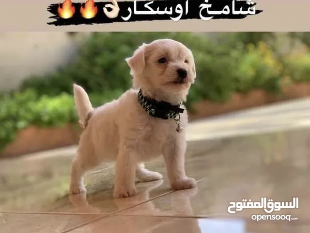 مطلوب جرو زينه لي عنده يكلمني