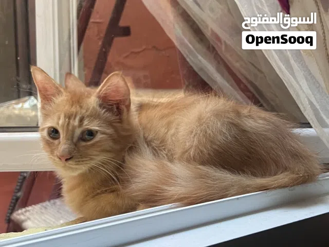 قطه شيرازي