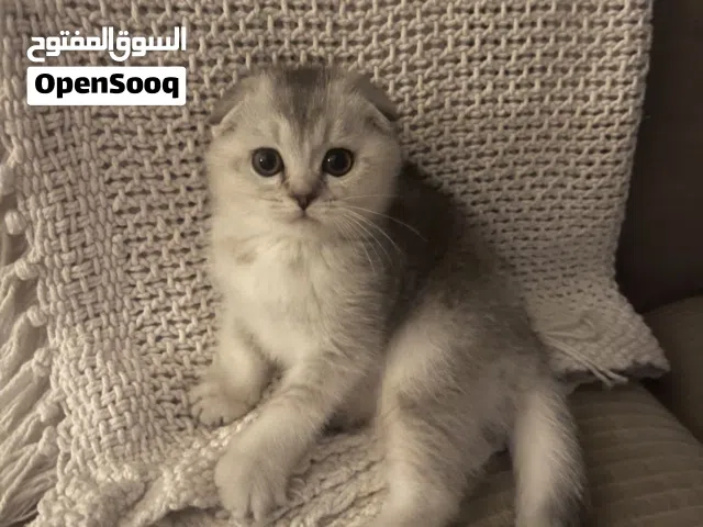 سكوتش سيلفر