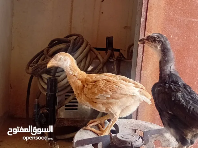 صيصان عمر شهرين نخب وفي منهم باكستناني و لوهمان سراح