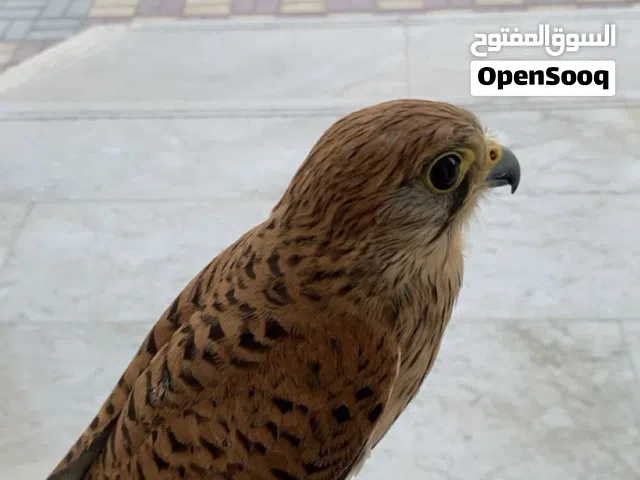 بذوار صحته ممتازة وربيبه و ويعرف فريه  مع السمان. غير قابل للتفاوض