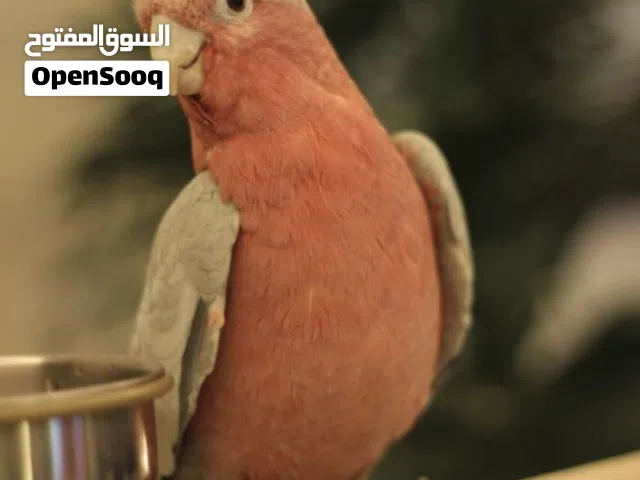 كوكاتو جالا فرخ للبيع