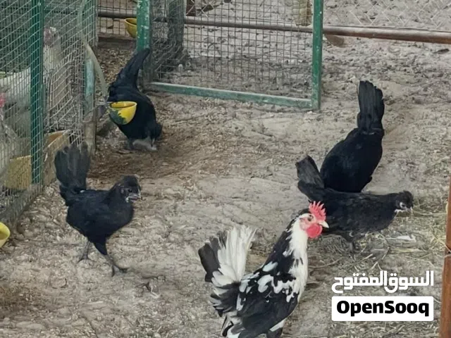للبيع حباحب 6دجاجات 1ديج