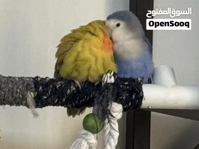 Pair of Love Birds