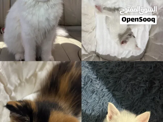 ام شيرازيه مع اولادها الاربعة للبيع